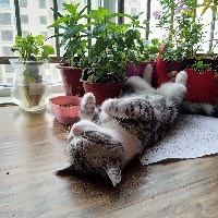 我的反派女友又有什么坏心思呢